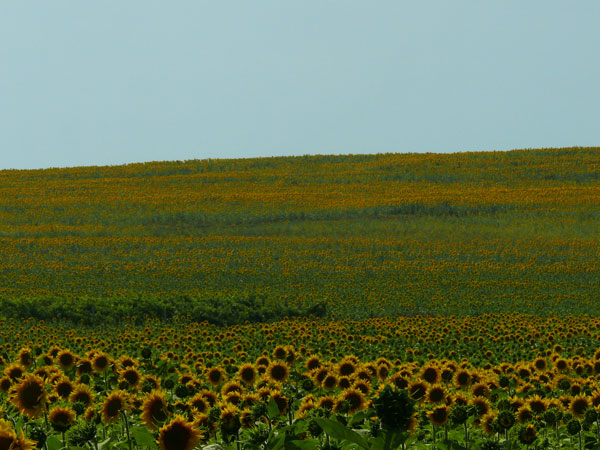 bisect_sunflowers
